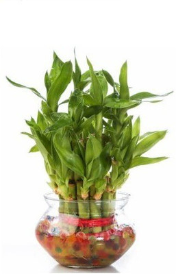 GHF Two Layer Bamboo Plant(Hybrid, Pack of 1)