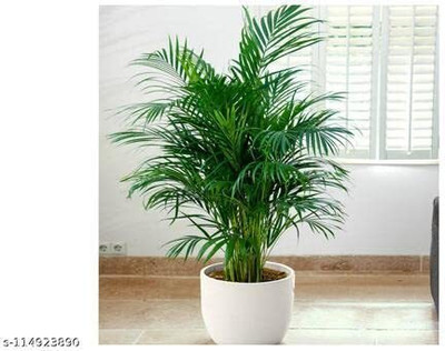 Sarika Areca Palm(Hybrid, Pack of 1)