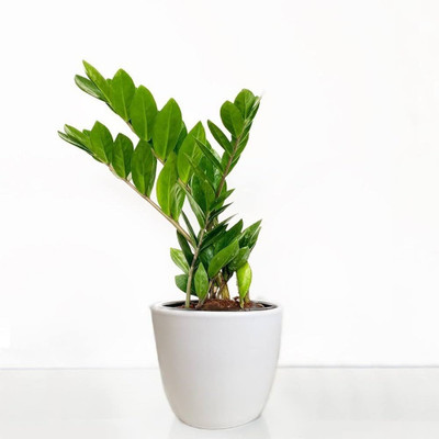 BloomShadow Zamia Zz(Hybrid, Pack of 1)