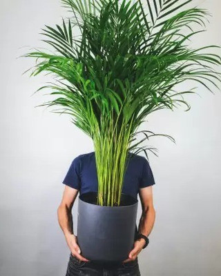 Augadh Areca Palm(Hybrid, Pack of 1)