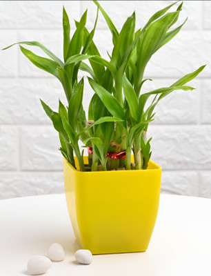 Gabbro Two Layer Bamboo Plant(Hybrid, Pack of 1)