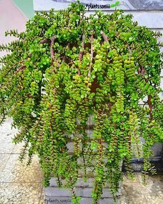 MAITRA AND SONS Jade Plant(Hybrid, Pack of 1)