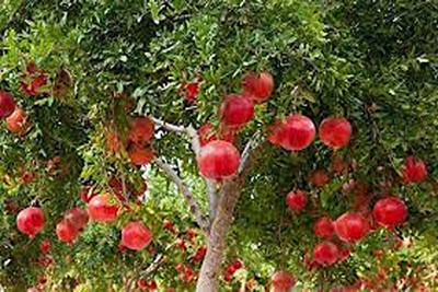 APOSOLUARD Pomegranate Plant(Hybrid, Pack of 1)