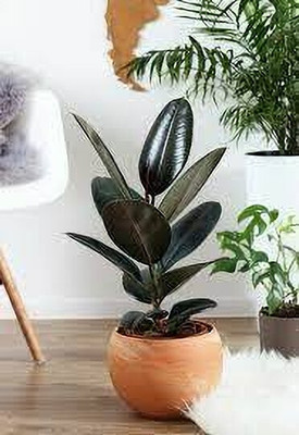 MiracleGarden Rubber Tree(Hybrid, Pack of 1)