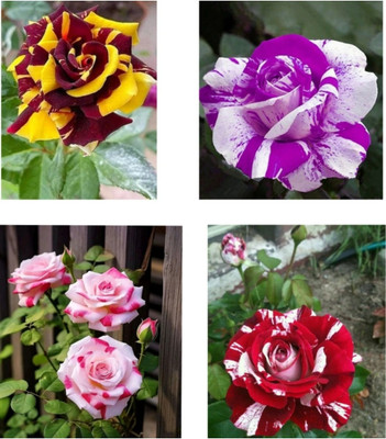 NATURESNURSERYY Rose Plant(Hybrid, Pack of 4)