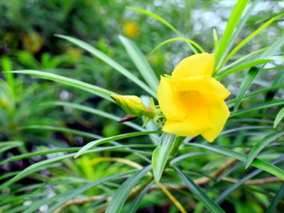 Kapebonavista Oleander Plant(Pack of 1)