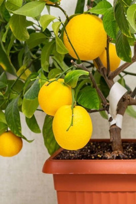 MAMONI TRADERS Lemon Plant(Hybrid, Pack of 1)