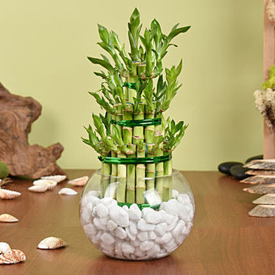 ARYAN EVERGREEN Two Layer Bamboo Plant(Hybrid, Pack of 1)