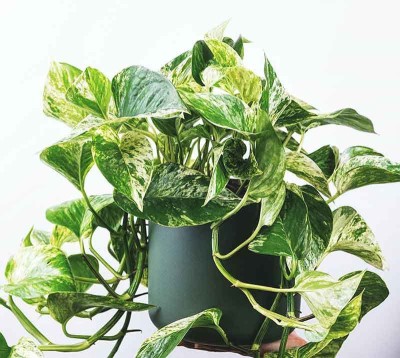 Oxygreenplant Money Plant(Hybrid, Pack of 1)