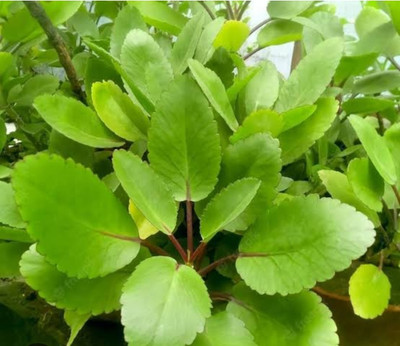 Cloud Farm Bryophyllum Pinnatum/Patharchatta Plant(Hybrid, Pack of 1)