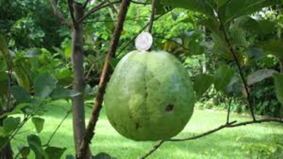 BREEZY BLOOMS Guava Plant(Hybrid, Pack of 1)