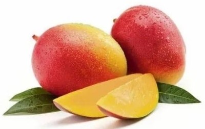 MagicQueen Mango Plant(Hybrid, Pack of 1)