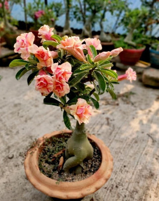 Cloud Farm Adenium Plant(Hybrid, Pack of 1)