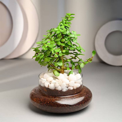 Cloud Farm Jade Plant(Hybrid, Pack of 1)