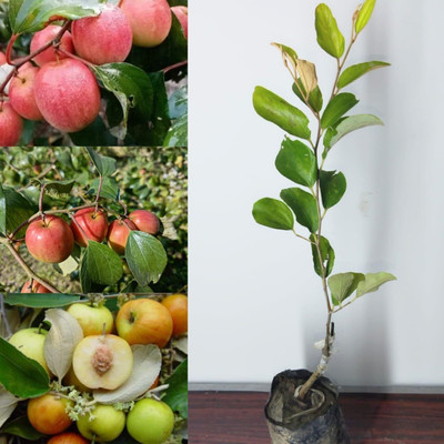 ABEFARIYA Ber Apple Plant(Hybrid, Pack of 1)