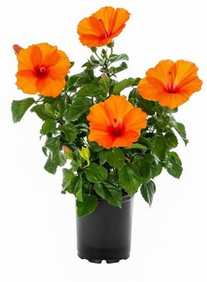 Joba Hibiscus Plant(Hybrid, Pack of 1)