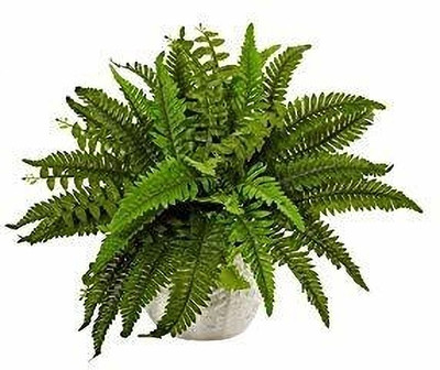 Cloud Farm Fern Plant(Hybrid, Pack of 1)