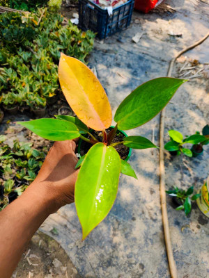 HORTILIFE Philodendron Prince Of Orange Plant(Hybrid, Pack of 1)