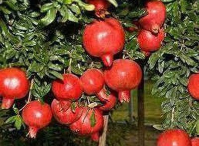 new modern nursary Pomegranate Plant(Hybrid, Pack of 1)