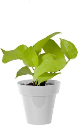 Agroo Liv Money Plant(Hybrid, Pack of 1)