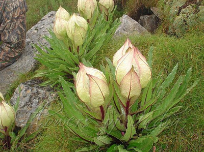 Platone Brahma Kamal Plant(Hybrid, Pack of 1)