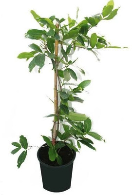 BUEEARTH Water Apple Red Plant(Pack of 1)