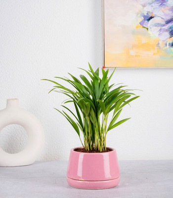 GREENLEAFS Areca Palm(Pack of 1)
