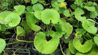 Pbevergreen Vallarai keerai/seeds 3 Seed(3 per packet)