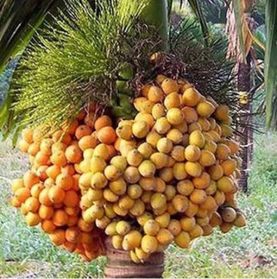 Cloud Farm Coconut Plant(Hybrid, Pack of 1)