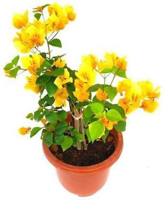 KS TRADERS Baugainvillea Plant(Hybrid, Pack of 1)