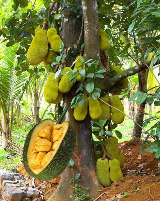 jacfruite Jackfruit Plant(Hybrid, Pack of 1)