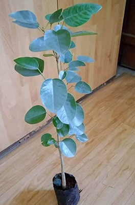 Samarthgreens Red Sandalwood Plant(Hybrid, Pack of 1)