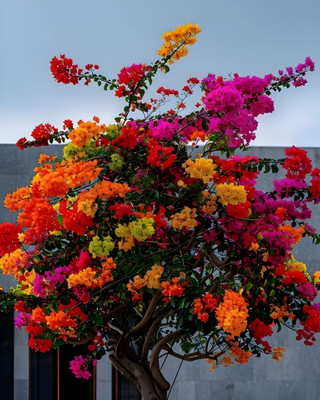 ABEFARIYA Bougainvillea Plant(Hybrid, Pack of 1)