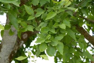 Green view Bel Plant(Hybrid, Pack of 1)