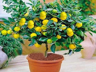 Sarika Lemon Plant(Hybrid, Pack of 1)