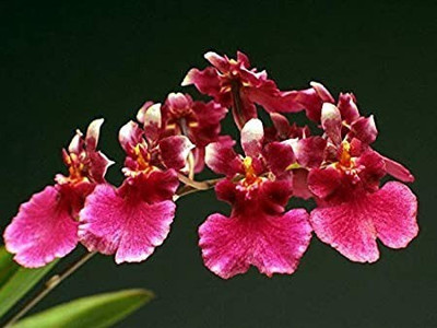 green paradise Orchids Dendrobium Flowering Plant(Hybrid, Pack of 1)