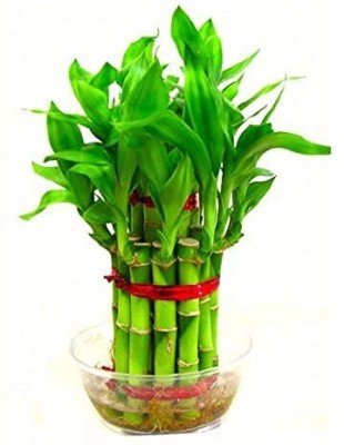 Flora Solutions Two Layer Bamboo Plant(Hybrid, Pack of 1)