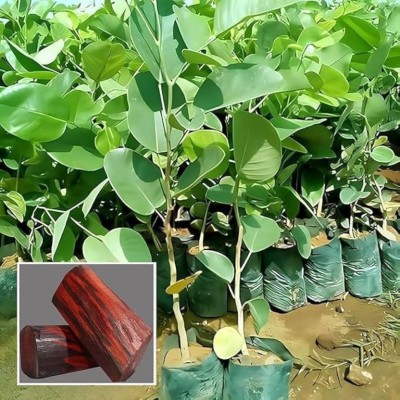 Cloud Farm Red Sandalwood Plant(Hybrid, Pack of 1)