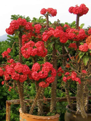 greenhousestore Euphorbia Plant(Hybrid, Pack of 1)