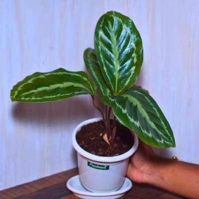 prithavi Calathea Plant(Pack of 1)