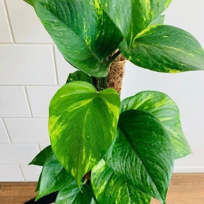 the green dotcom Money Plant(Hybrid, Pack of 1)
