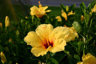 JD DAS AND SONS PLANTS Hibiscus Plant(Hybrid, Pack of 1)
