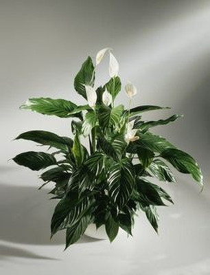 MAITRA AND SONS Peace Lily Plant(Hybrid, Pack of 1)