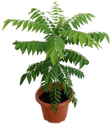 Shree krishna bhander Ixora Plant(Hybrid, Pack of 1)