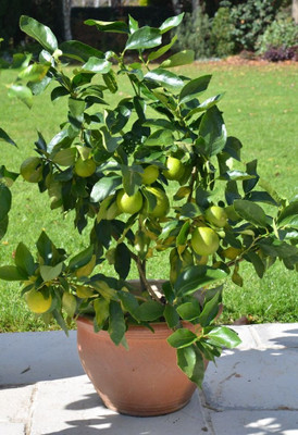 PLaNeTreee Sweet Lemon Plant(Hybrid, Pack of 1)