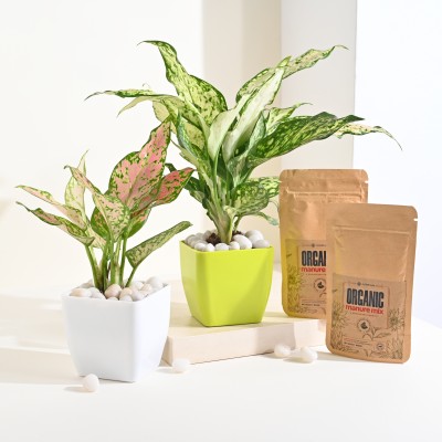 Floweraura Pink Aglaonema Plant, Aglaonema Plant(Hybrid, Pack of 2)