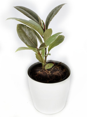 Cloud Farm Variegated Rubber Plant(Hybrid, Pack of 1)