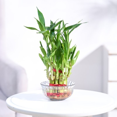 UGAOO Two Layer Bamboo Plant(Pack of 1)
