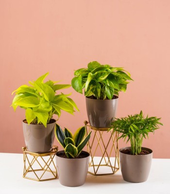 GREENLEAFS Money Plant(Pack of 1)