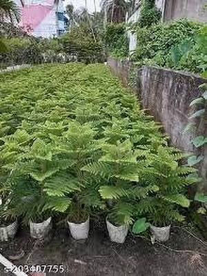 GreenyOn Christmas Tree Plant(Hybrid, Pack of 1)
